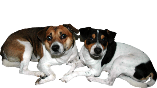 I miss my dogs...