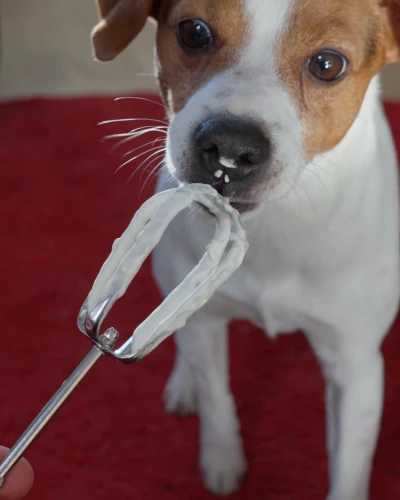 He likes whipped cream